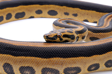 Boaconda Hybrid Boa constrictor imperator X Yellow Anaconda Eunectes notaeus