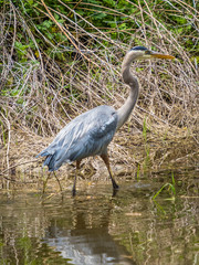 Grey heron in the shallow water of small river