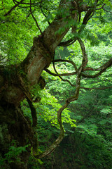Fototapeta premium 蔓性植物が絡む巨樹