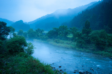 川霧が流れる森