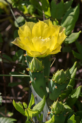 The bloming opuntia, prickly pear cactus