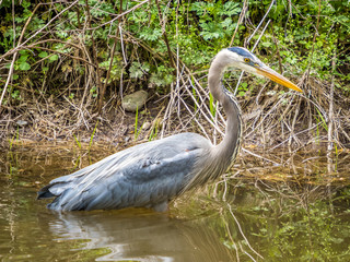 Grey heron in the shallow water of small river