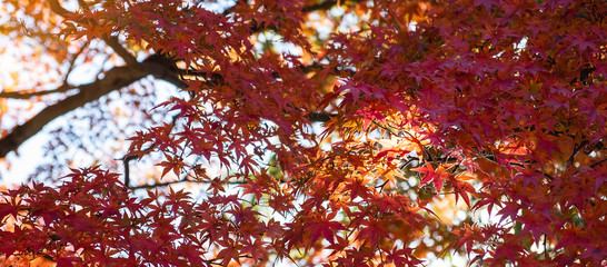 red color maple, Falling autumn leaves in the garden with copy space for text, natural background for season change and vibrant colorful foliage concept