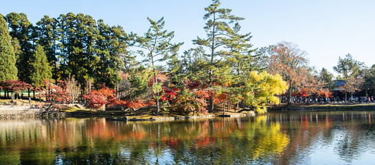 autumn leaves and river in the Nara park, Japan, falling natural background for season change and...