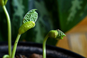 Green shoots after bean sprouts from seed germinating in soil