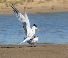 Courtship ritual of royal terns(Thalasseus maximus, Galveston, Texas