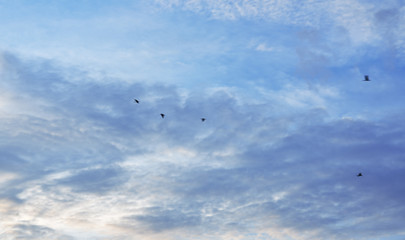 Birds flying in the vast sky and clouds sky
