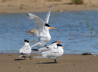 Courtship ritual of royal terns(Thalasseus maximus, Galveston, Texas