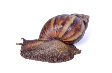 Snail isolated on white background