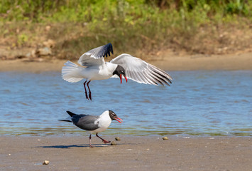 The courtship ritual of laughing gulls (Leucophaeus atricilla)