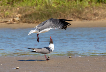 The courtship ritual of laughing gulls (Leucophaeus atricilla)