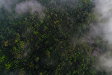 Aerial view green tree mountain forest with fog morning scene