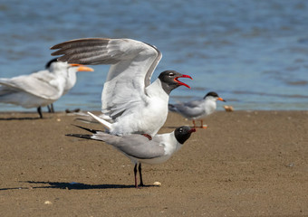 The courtship ritual of laughing gulls (Leucophaeus atricilla)