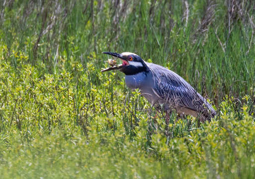 The yellow-crowned night heron (Nyctanassa violacea) eating  a ghost crab