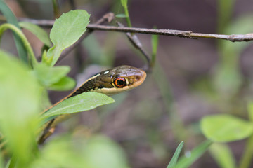 Thamnophis sauritus sauritus, the eastern ribbon snake or common ribbon snake close up