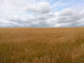 field of wheat
