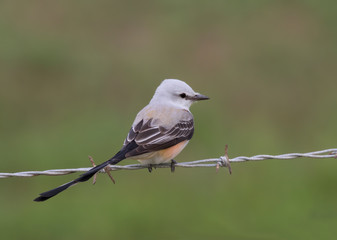 The scissor tailed flycatcher (Tyrannus forficatus) on a greenbackground, Texas