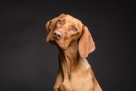 Cute brown dog with a black background
