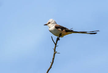 The scissor tailed flycatcher (Tyrannus forficatus) on a blue background, Texas