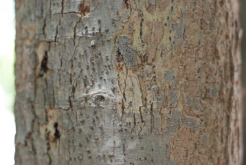 tree bark background
