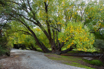 Naklejka premium Willow Trees along the Glendhu Bay Track, Wanaka, South Island, New Zealand