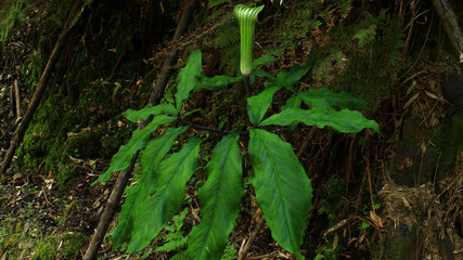 テンナンショウの花　仏炎苞