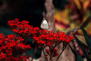 Butterfly and Flower