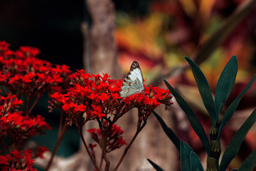 Butterfly in the garden