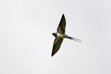 Barn swallow (Hirundo rustica)