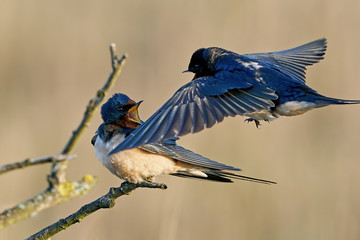 Barn swallow (Hirundo rustica)