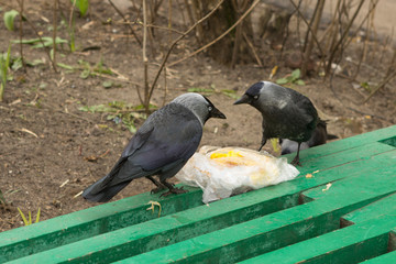 two jackdaws birds sit on a green bench and eat food from a package