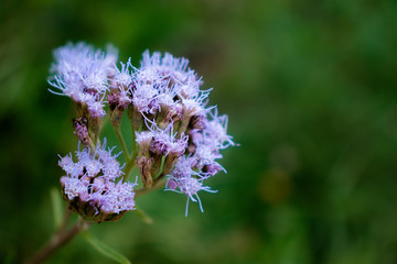 Flower in nature