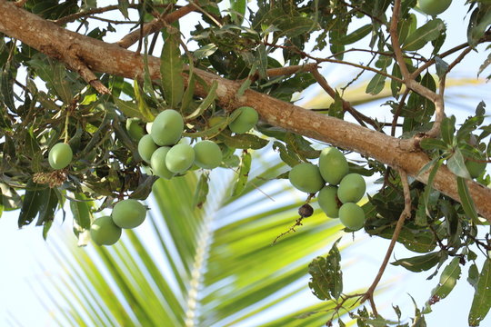 mango tree 