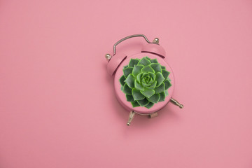 green succulent in a pink alarm clock on a pastel pink background, home gardening creative concept