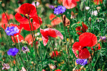 Fototapeta na wymiar summer meadow with red poppies Field of wild of different colored species red purple yellow growing outdoors in a natural environment under the open sky