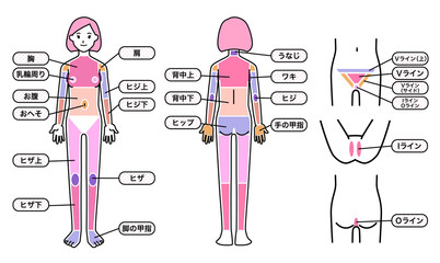 女性 脱毛箇所 体