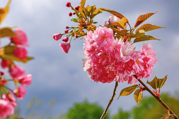 Beautiful blossoming tree outdoors, closeup
