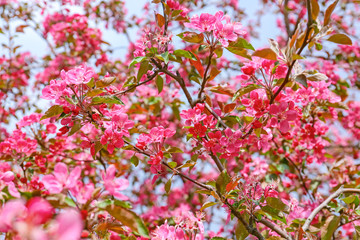 Fototapeta na wymiar Beautiful blossoming tree outdoors, closeup