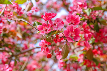 Obraz na płótnie Canvas Beautiful blossoming tree outdoors, closeup