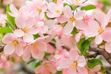 Fototapeta na wymiar Beautiful blossoming tree outdoors, closeup