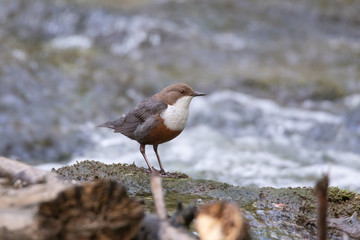 Wasseramsel am Wasser