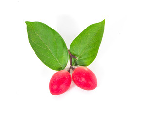 bengal currant carissa carandas red berry natural organic on white background