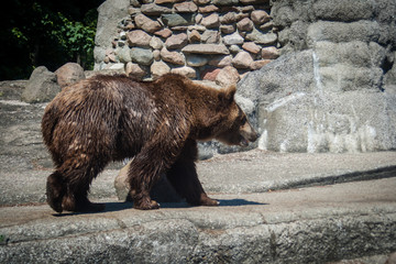 brown bear in the forest