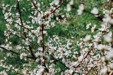 spring blossom