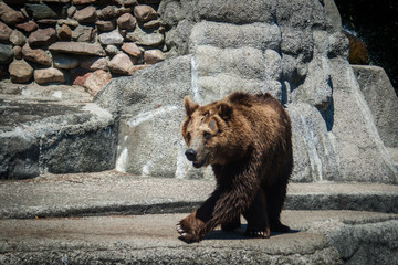 brown bear in zoo