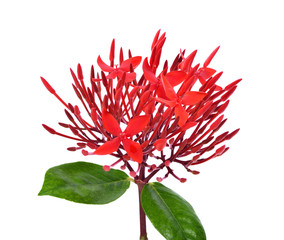 Beautiful Red spike flower. King Ixora blooming (Ixora chinensis). Rubiaceae flower.on white background