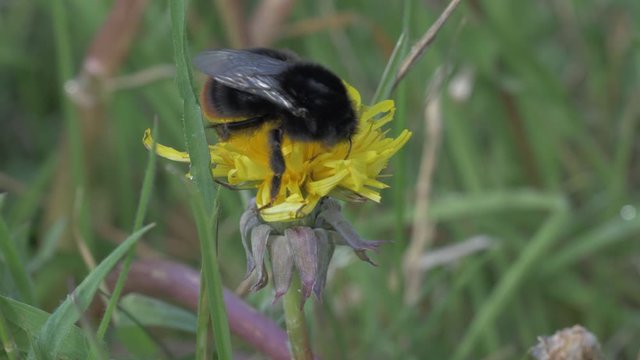 Wild Bee Bumbelbee on Dandelion Bloom