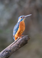 Eisvogel - alcedo atthis