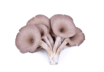 Indian Oyster , Phoenix Mushroom, Lung Oyster on white background
