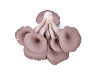 Indian Oyster , Phoenix Mushroom, Lung Oyster on white background